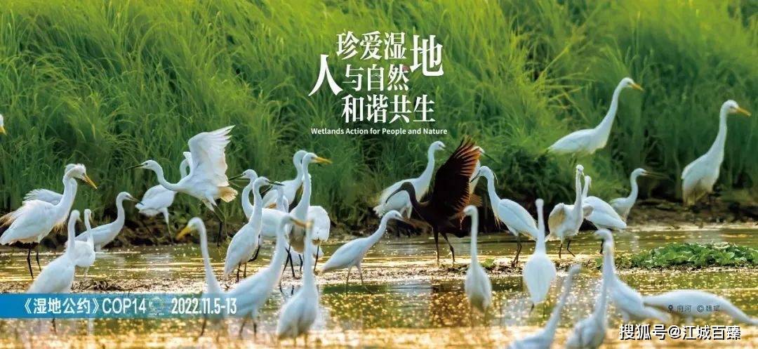 最新freezoo,最新FreeZoo，重塑人與自然的和諧共生
