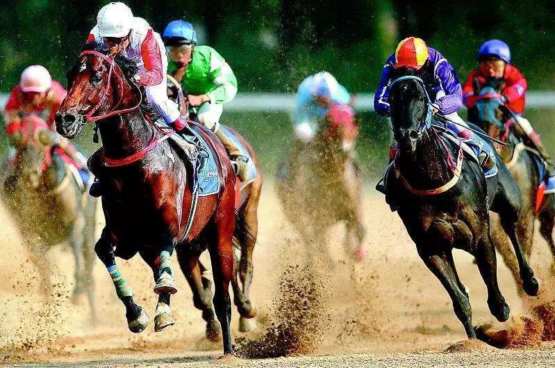 香港今晚開什么特馬,香港今晚開什么特馬，探索賽馬文化背后的故事